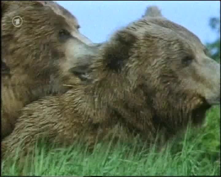 bear mating in green grass mp4