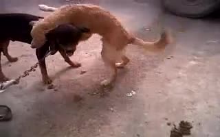 gay golden retriever hump on rotweiler head mp4