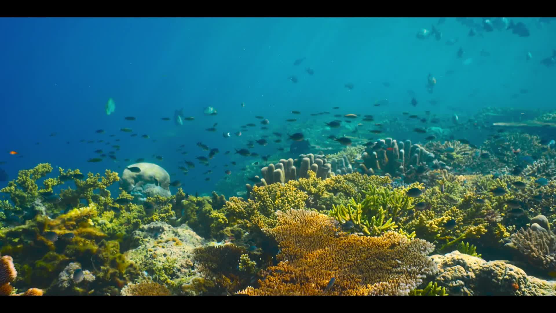 Naše oceány S01E02 Indicky ocean CZ dabing HD 1080p mkv