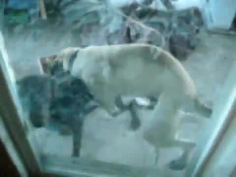 bloodhound rape young choclid labrador on familly garden mp4
