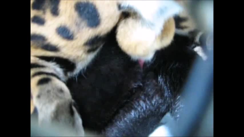 jaguar mating with black panter mp4