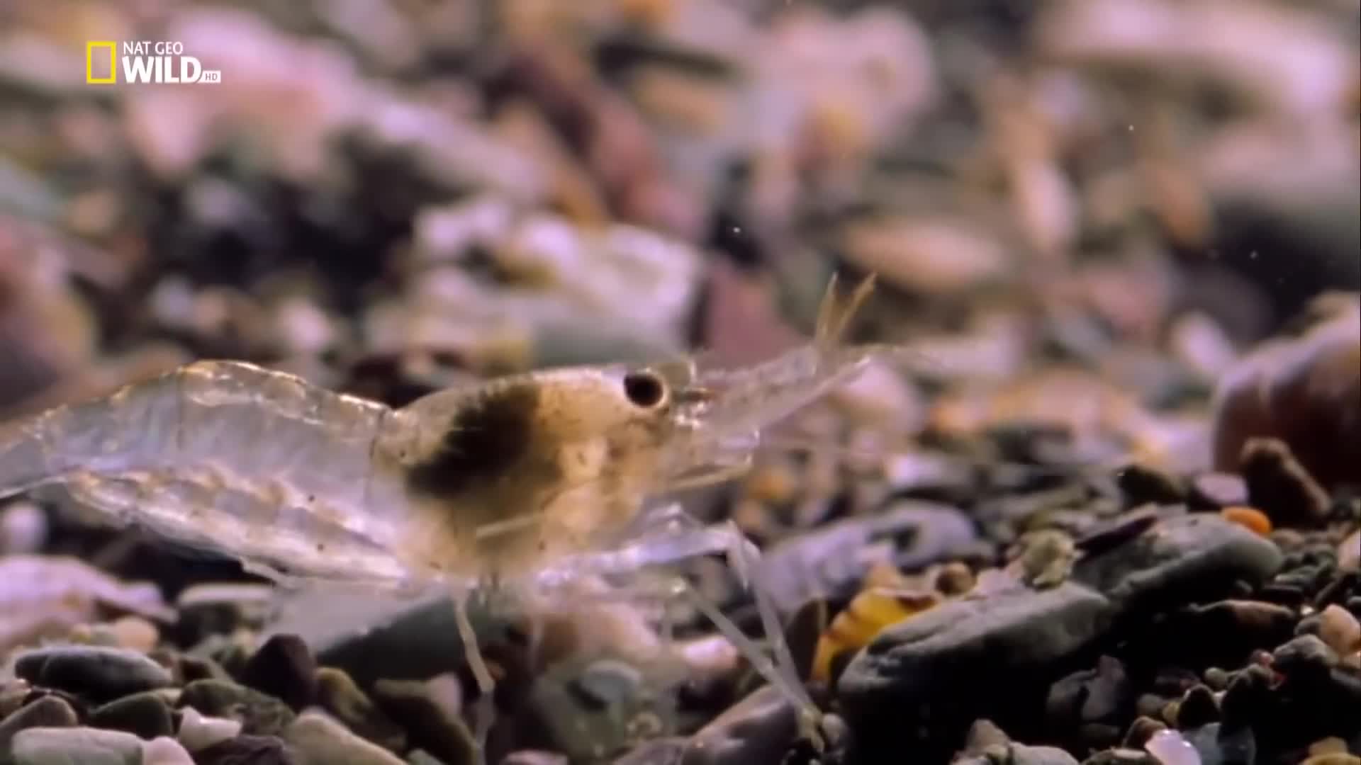 Dokument 2018 Nejpodivnější živočichové světa,Obludy Oceanu! avi