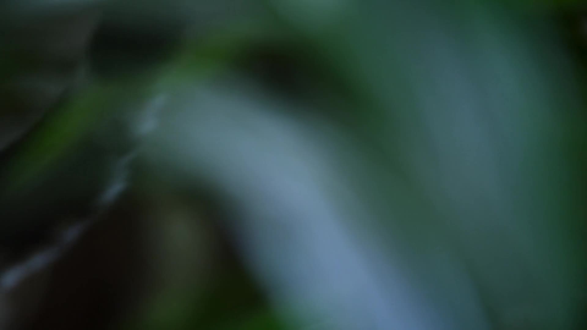 Nightmares of Nature 2025 S02E01 [ENG1080p] mp4