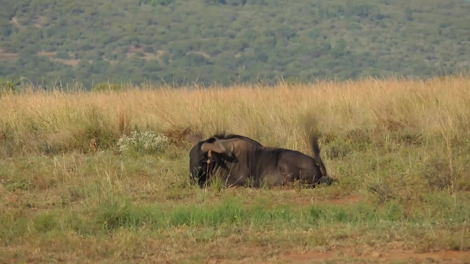 Busny Bonusy S01E26 28 2017 CZ dab 1080p Víc diamantů než lidí a nejkrásnější západ slunce mp4
