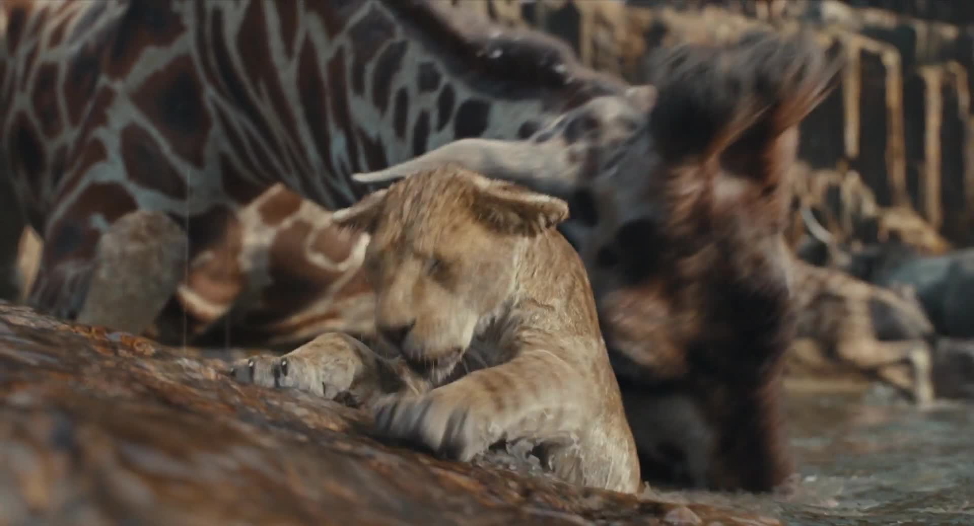 Mufasa Leví kráľ 2024 novinka SK dabing Full HD 1080p Pucci film mp4