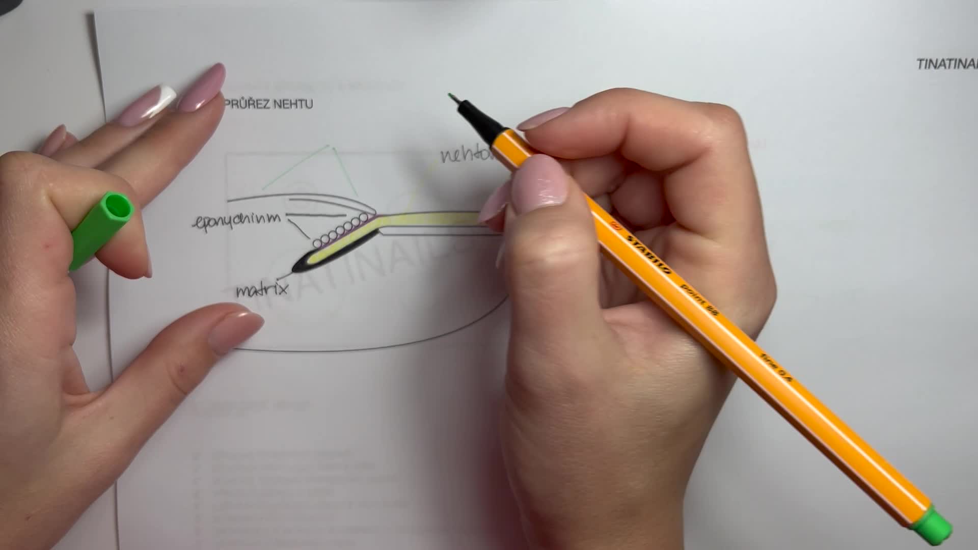 1 Anatomie a patologie nehtu mp4