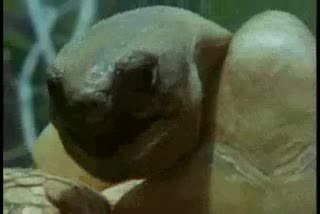random animals sex mp4
