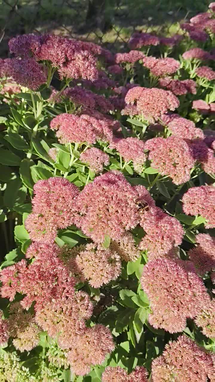 video 20250921 155419 mp4