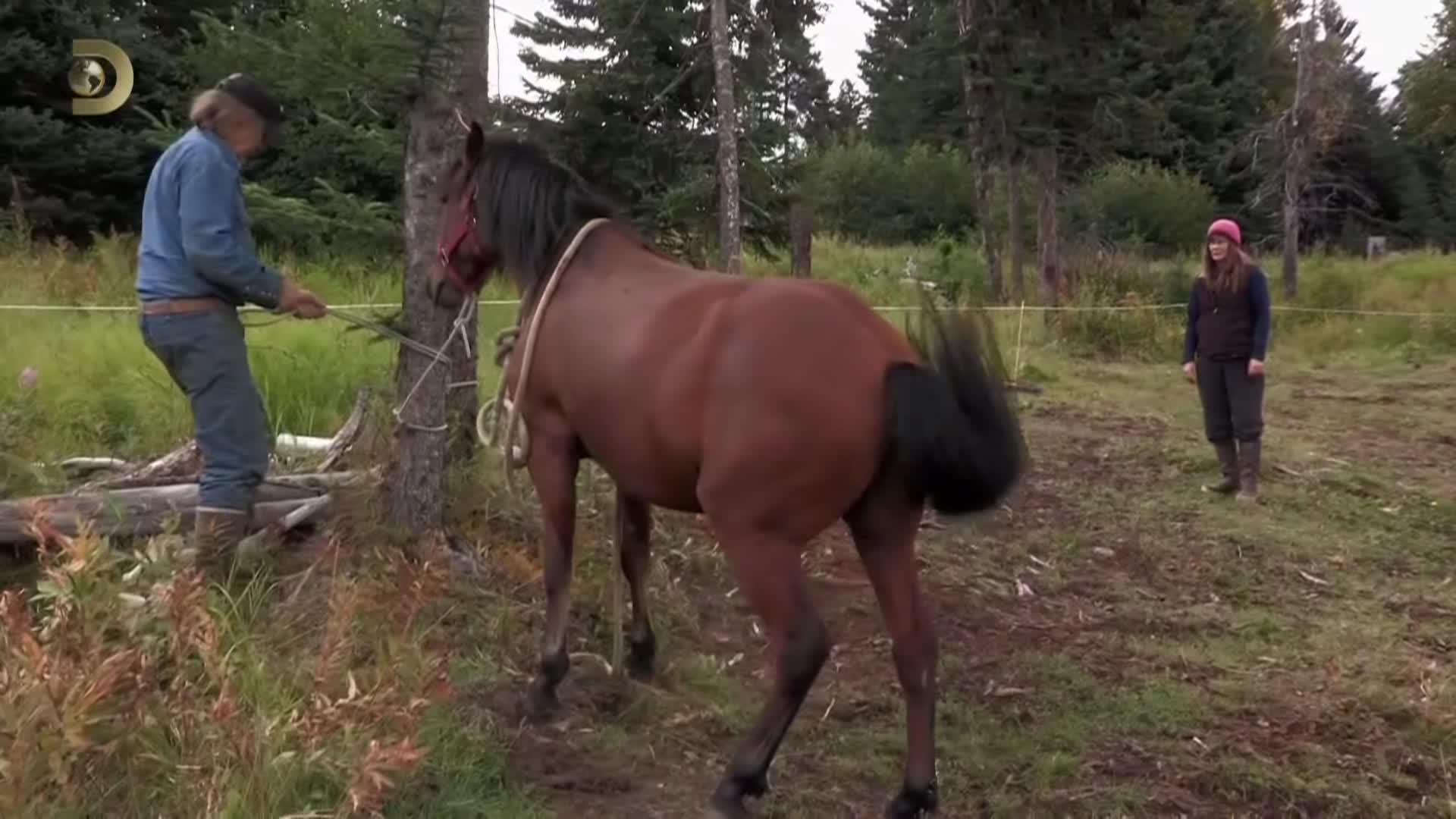 Aljaska posledni divocina HEVC Za poslednich pet let mkv