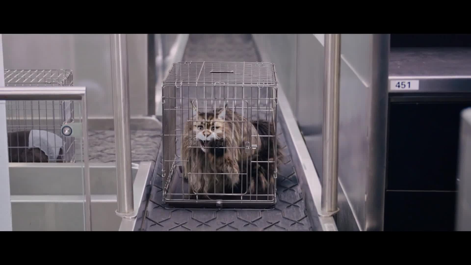Kočka a pes Šílené dobrodružství 2023 novinka CZ dabing Full HD 1080p Pucci film mp4