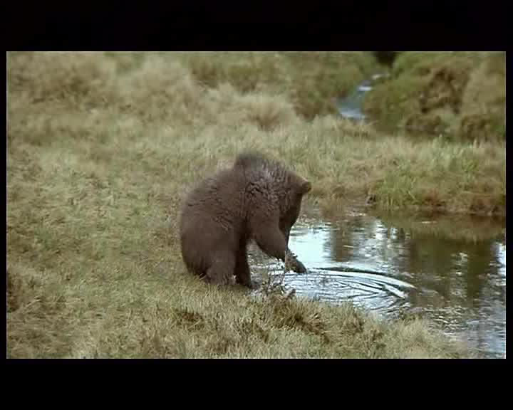Medvěd avi