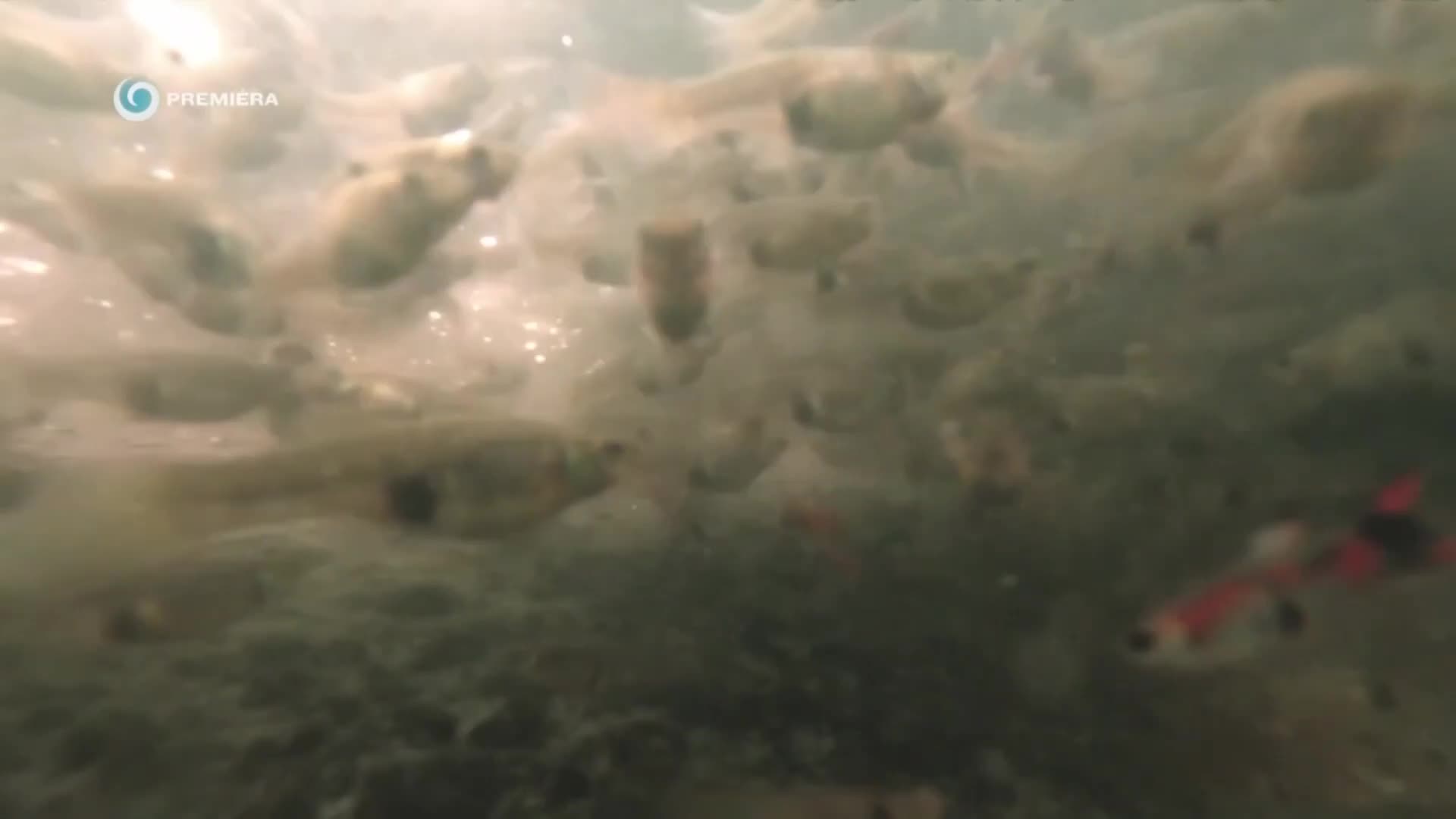 Divoké Slovensko 2 s Nigelom Marvenom 2025 SK dokument HD mp4