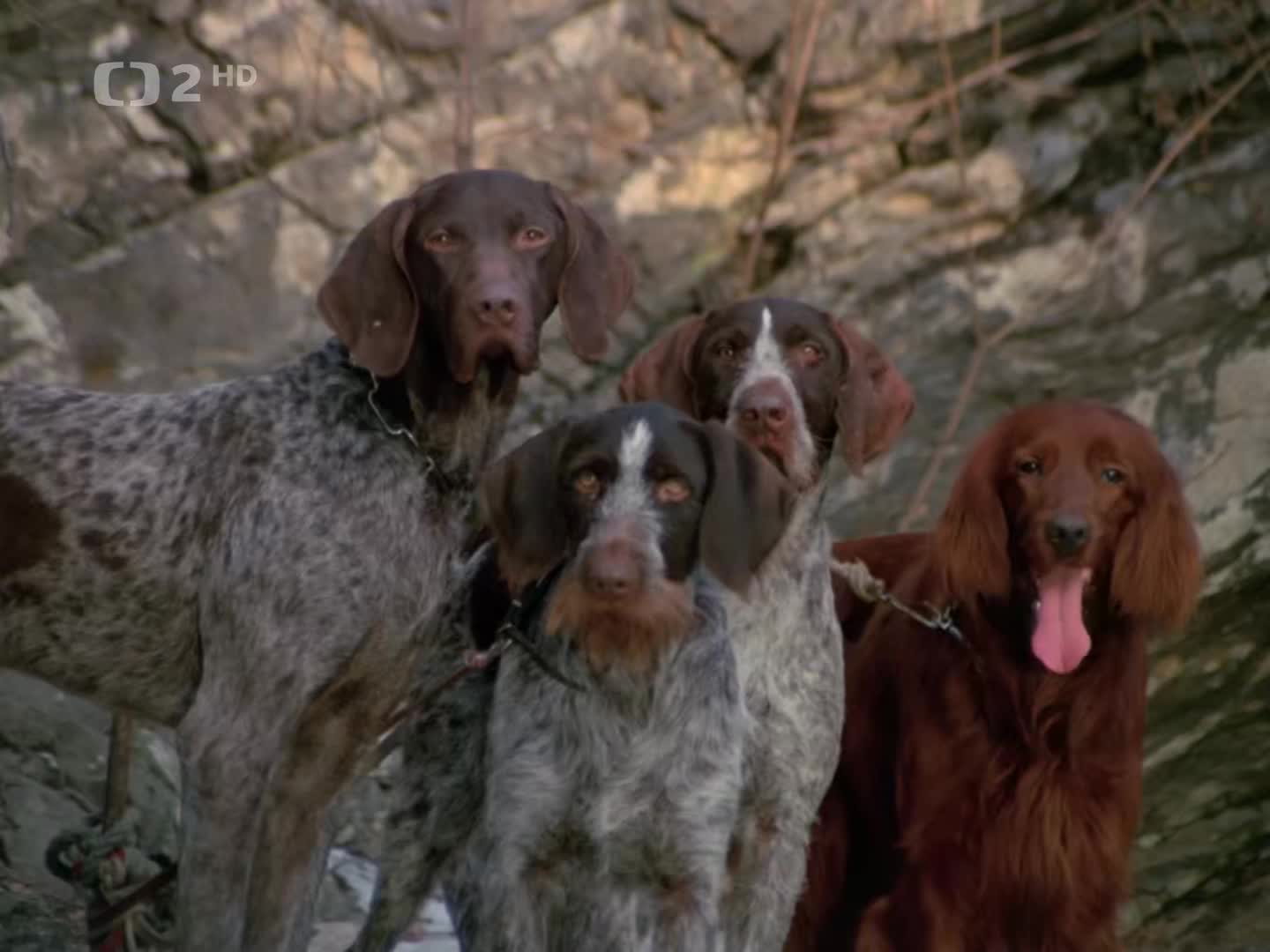 Volání divočiny (1972, pův CZ dabing, 1080p) JackRIPper mp4