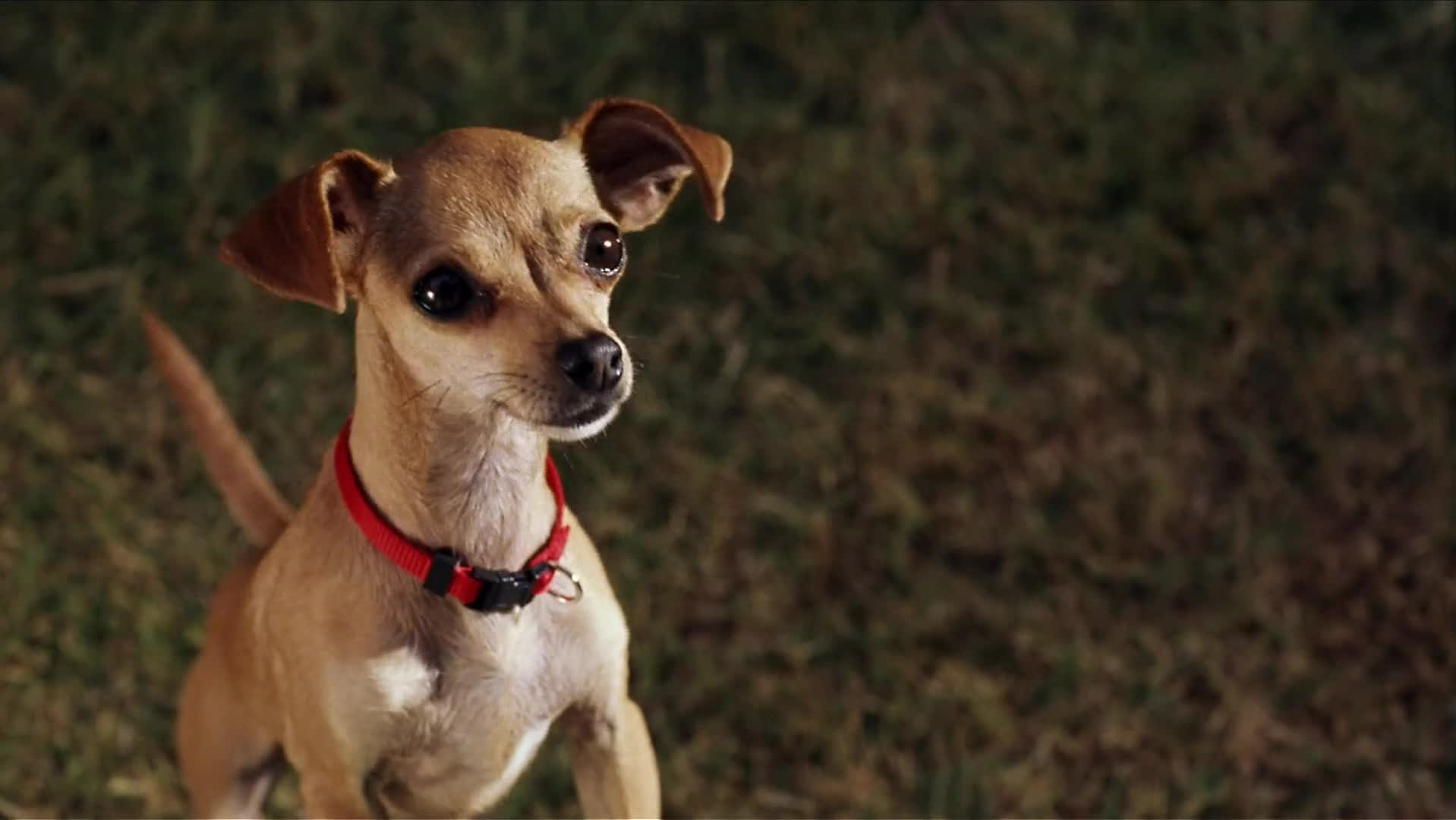Ping! Esperto Pra Cachorro (2000) Dual Áudio 1080p WEBRip x264 MielTV.mkv