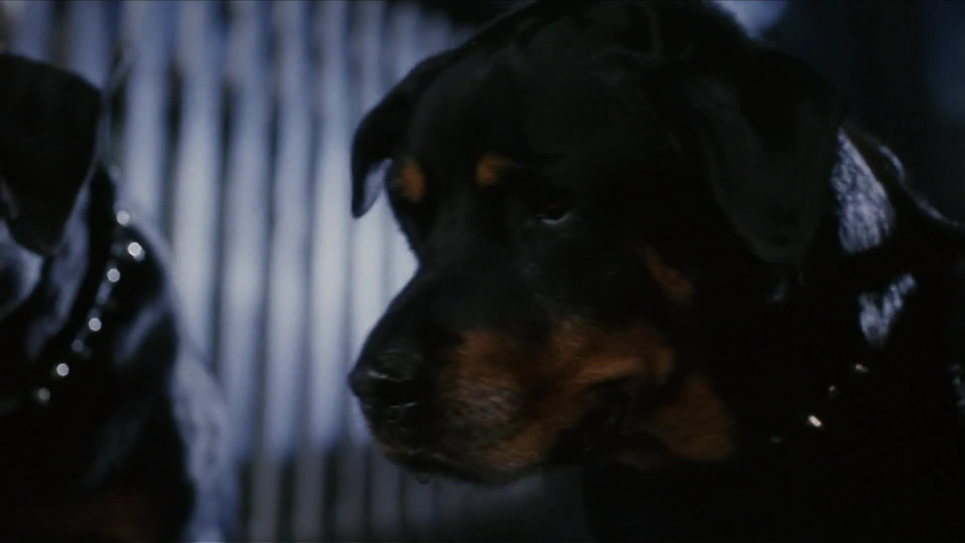 Ping! Esperto Pra Cachorro (2000) Dual Áudio 1080p WEBRip x264 MielTV.mkv