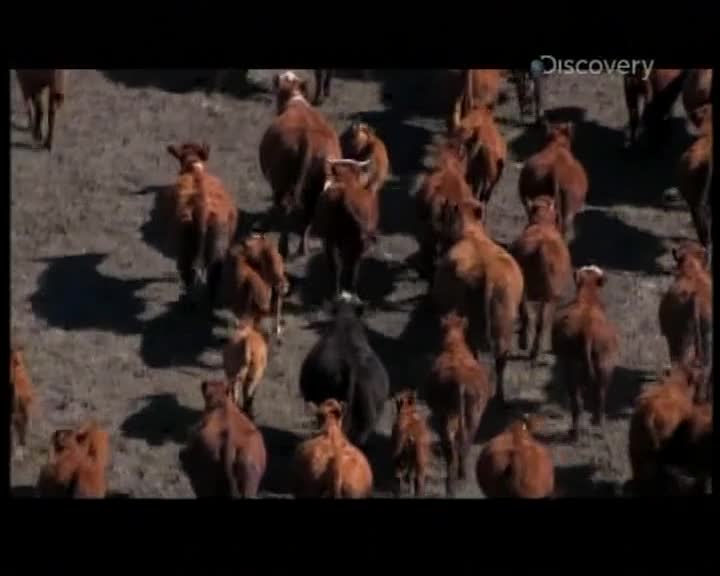 Aljaska posledni divocina 023 SD 03x13 Na 250 hektarove usedlosti mkv