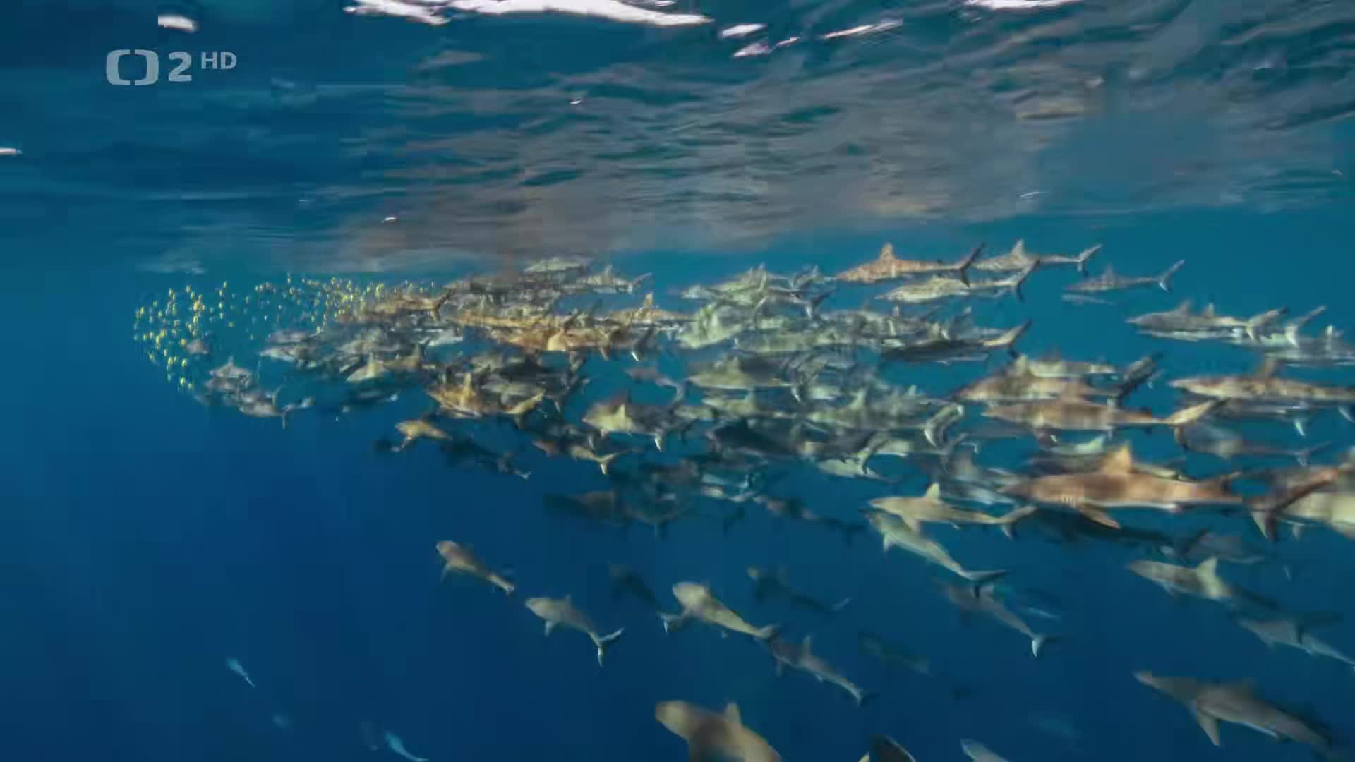 Asie E01 Pod mořskou hladinou mp4