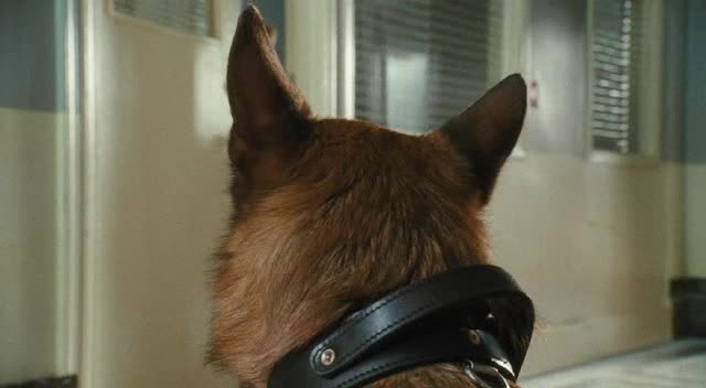 Jako kočky a psi Pomsta prohnané Kitty 2010 avi