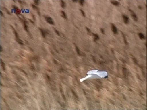 Sue Thomas Agentka FBI 02x02 Odstřelovač (The Sniper) avi