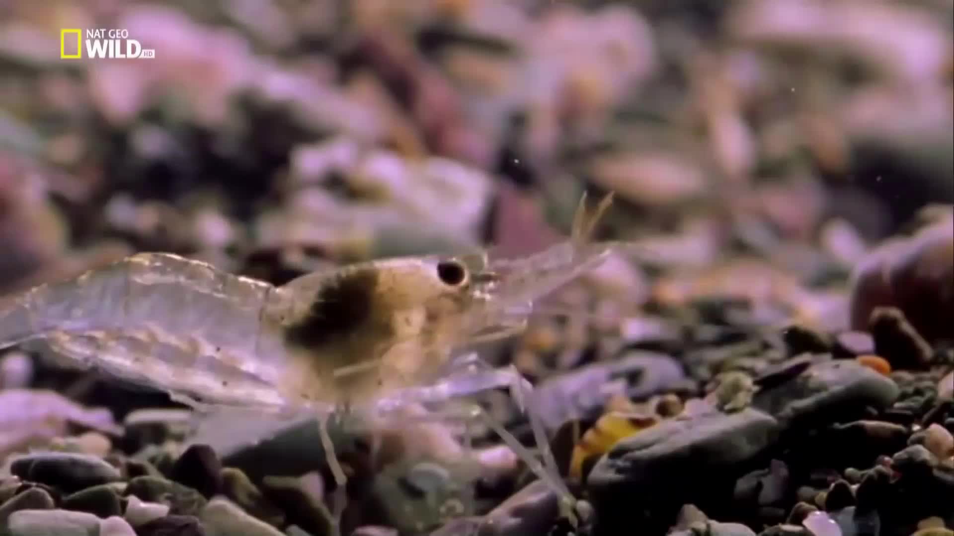 Dokument 2018 Nejpodivnější živočichové světa,Obludy Oceanu! mp4