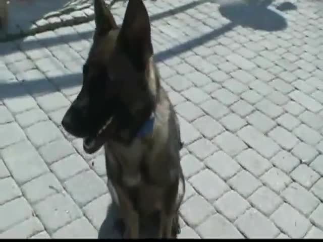 main German Shepherd at the Wash mp4