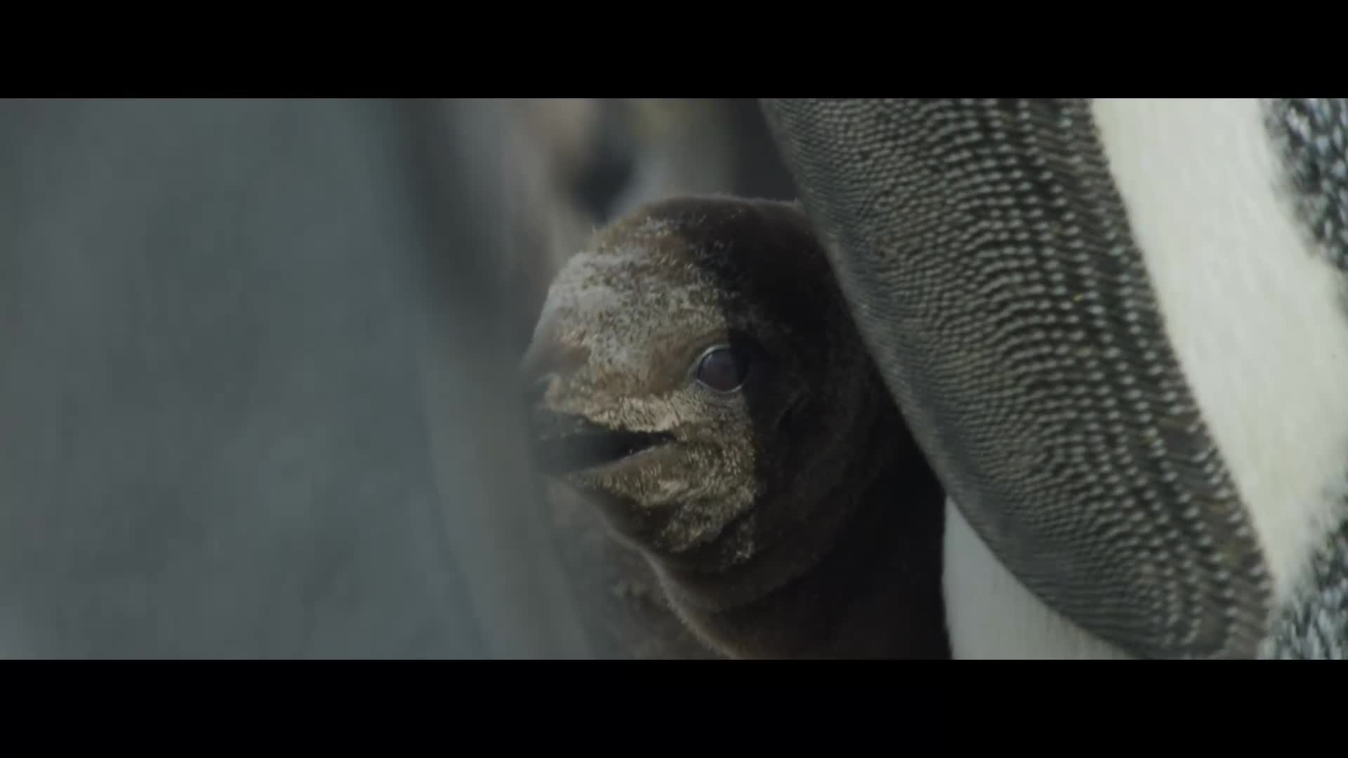 Příběhy vesmíru S01E06 Síla přitažlivosti (2022) dokumentární AAC 5 1 1080p CZ dabing mkv