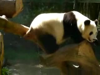 Panda pee mp4