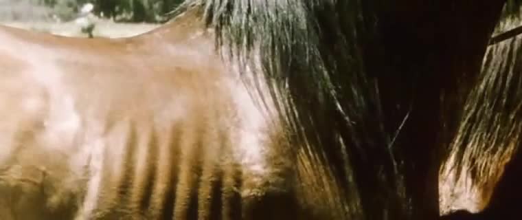 two brown horses mating mp4