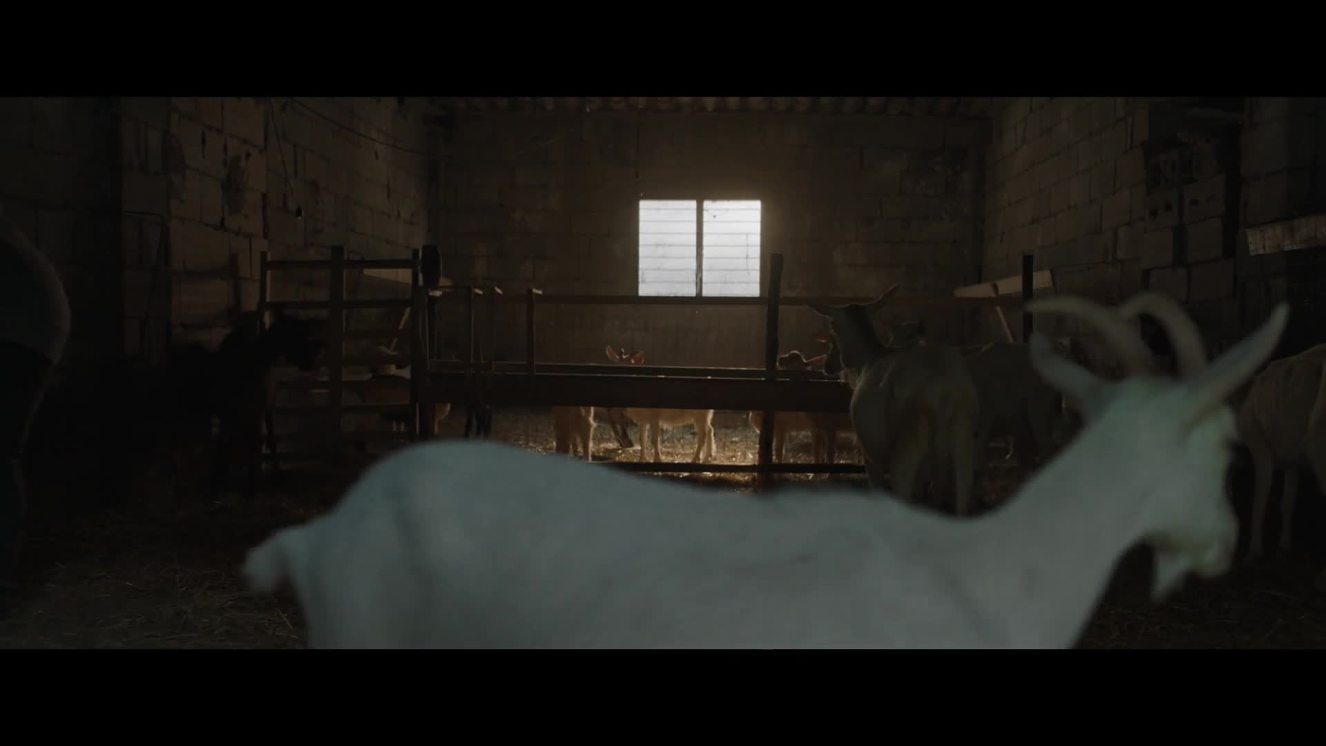Zákon mlčenlivosti (Lina Siciliano, Fabrizio Ferracane, Anna Maria De Luca 2022 Dráma Bdrip 1080p ) Cz dabing avi