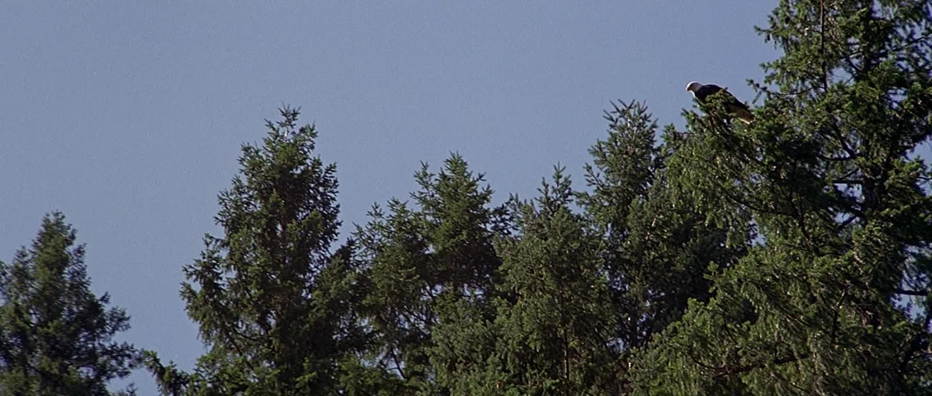 Divoká řeka =1994 CZ mkv