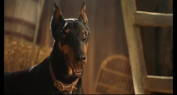 Jako kočky a psi 2001 mkv