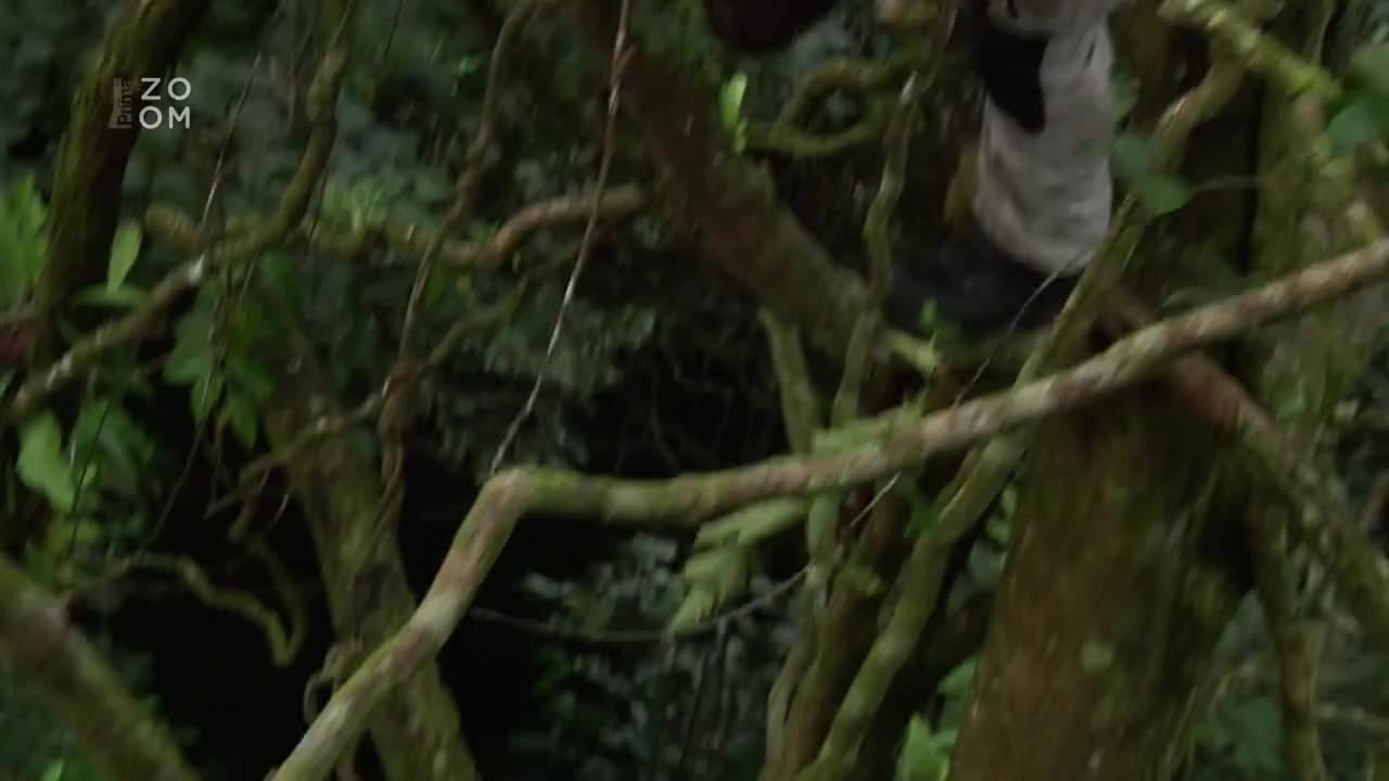 Bear Grylls Muz vs divocina S06E04 Borneo Jungle (cz 720p) mp4