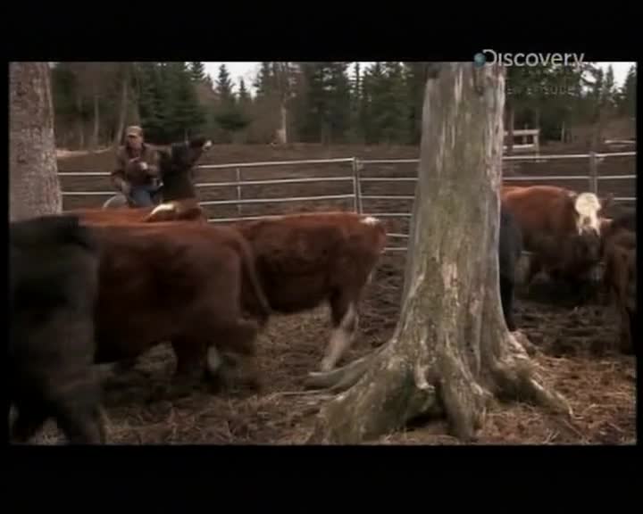 Aljaska posledni divocina 016 SD 03x04 Po mesici neuspesnych lovu mkv