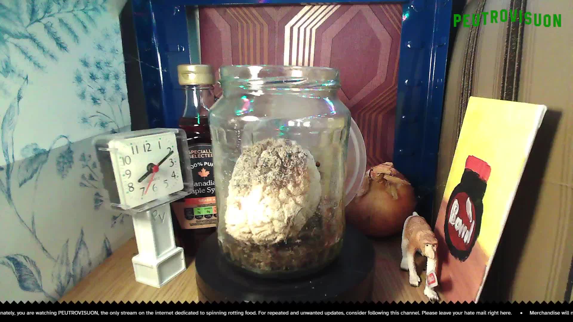 rice going mouldy mp4