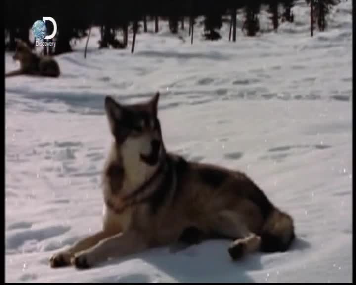 Aljaska posledni divocina 040 SD Aljaska na nas posila nejruznejsi skudce mkv