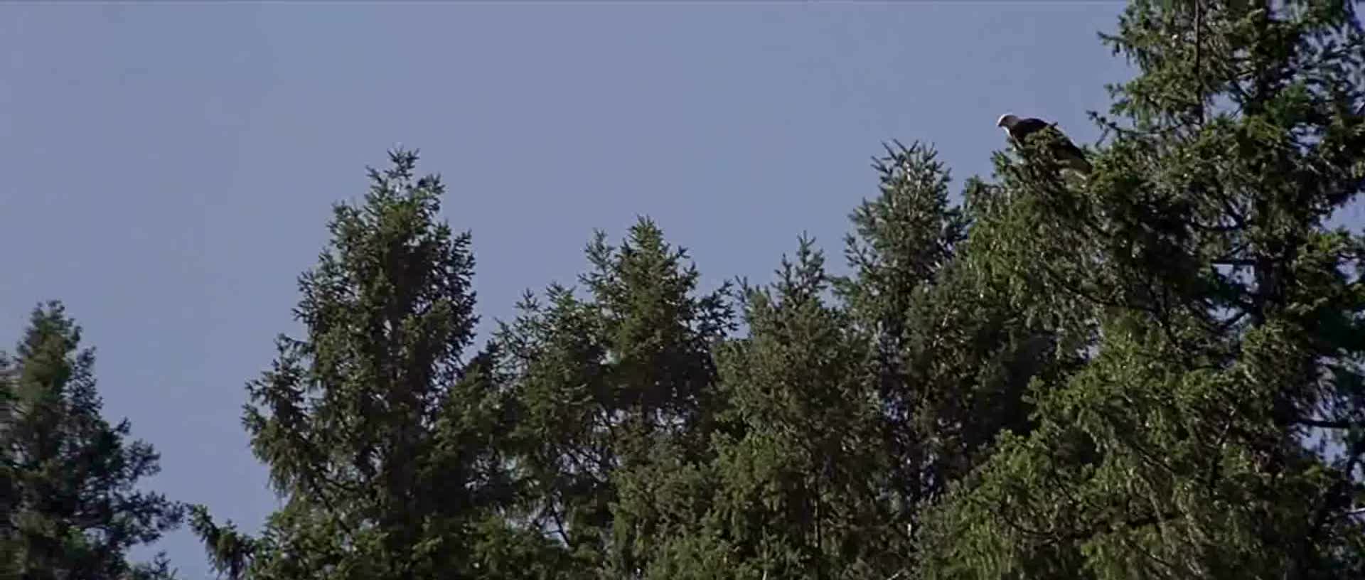 Divoká řeka =1994, CZ avi