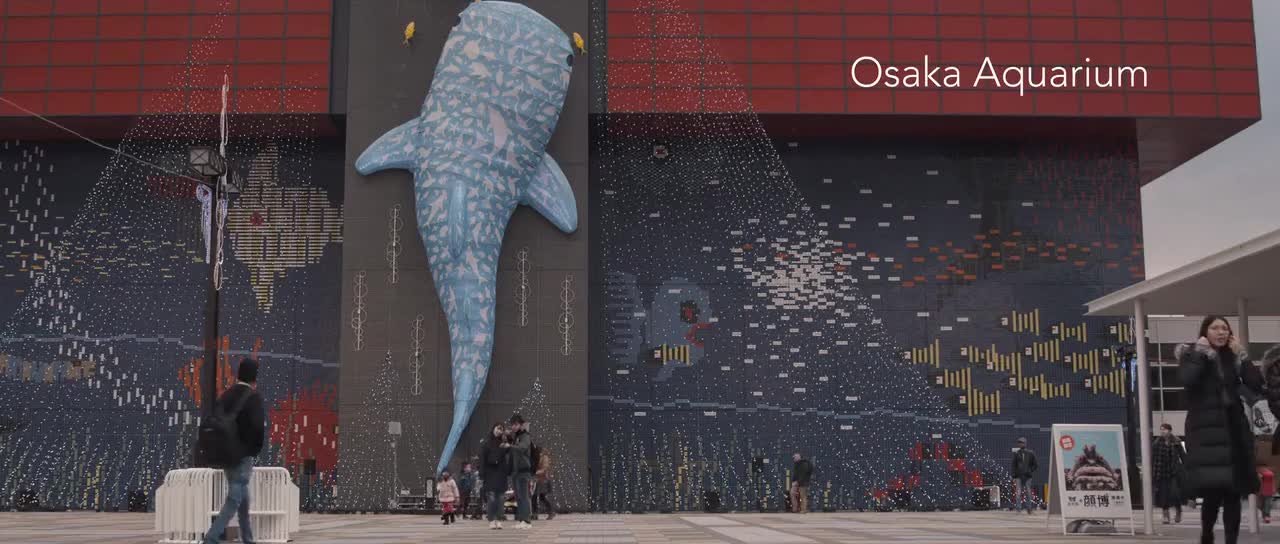 Little Miss Sumo (2018) mp4