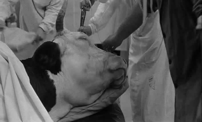 Kdo chce zabit Jessii 1966 mp4