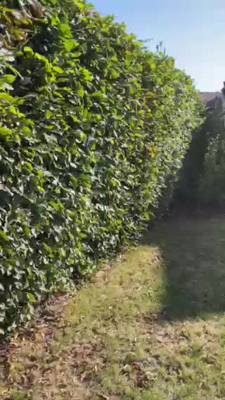 Video 1 mov
