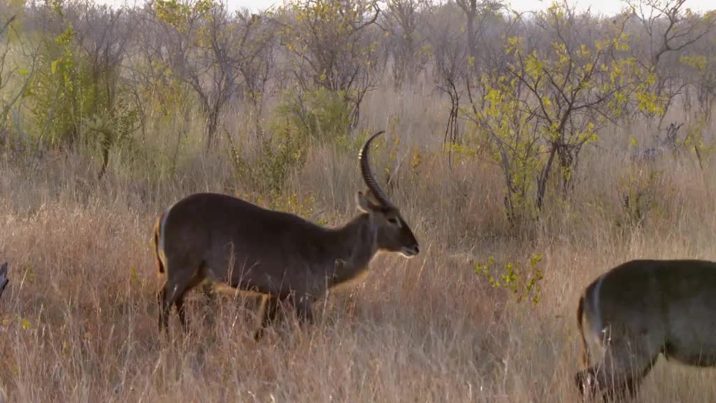 Africký vodní svět S01E04 04 2015 CZ dab 560p Drahocenná voda mp4