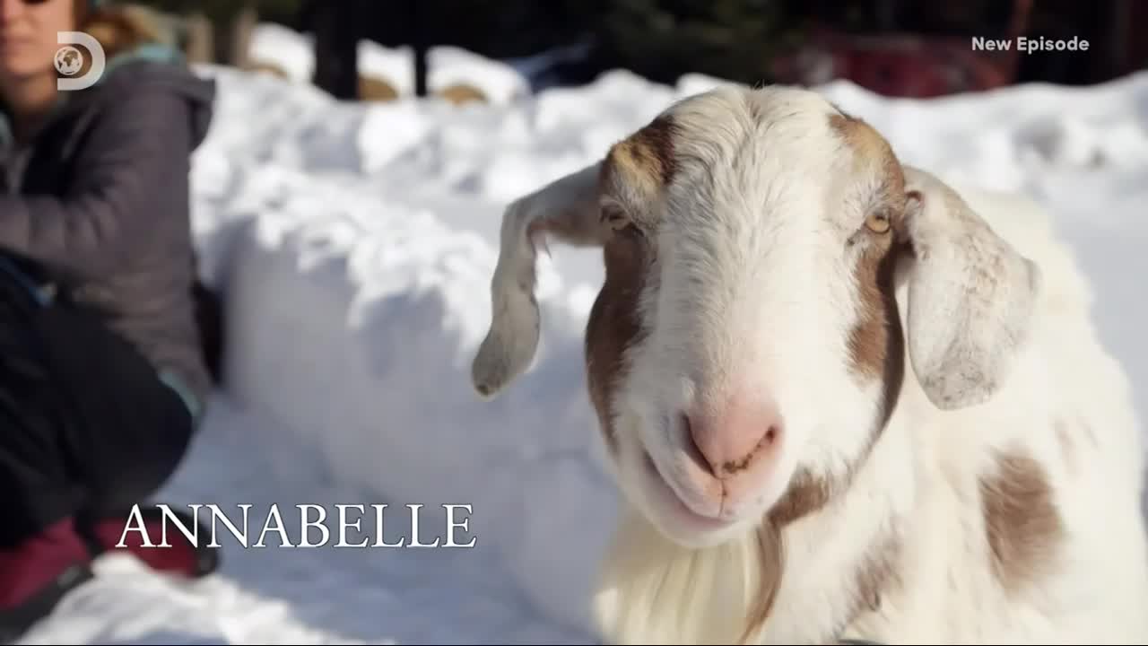 Aljaska posledni divocina 160 HD 10x02 Atz starsi se rozhodl znovu postavit mkv