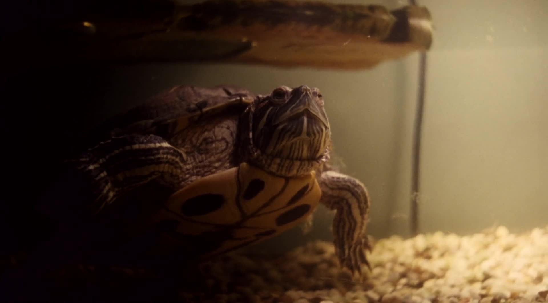 Young Bodies Heal Quickly 2014 [ENG1080p] mp4