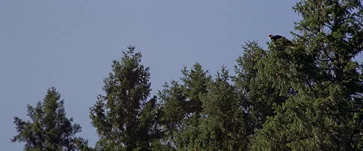 Divoká řeka =1994 CZ avi