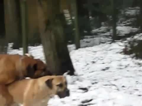 bloodhound mating in winter nature mp4