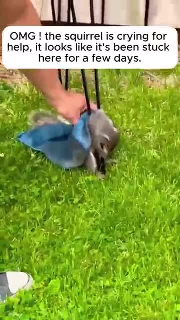 This family rescued a weak squirrel that was trapped and gave it mp4