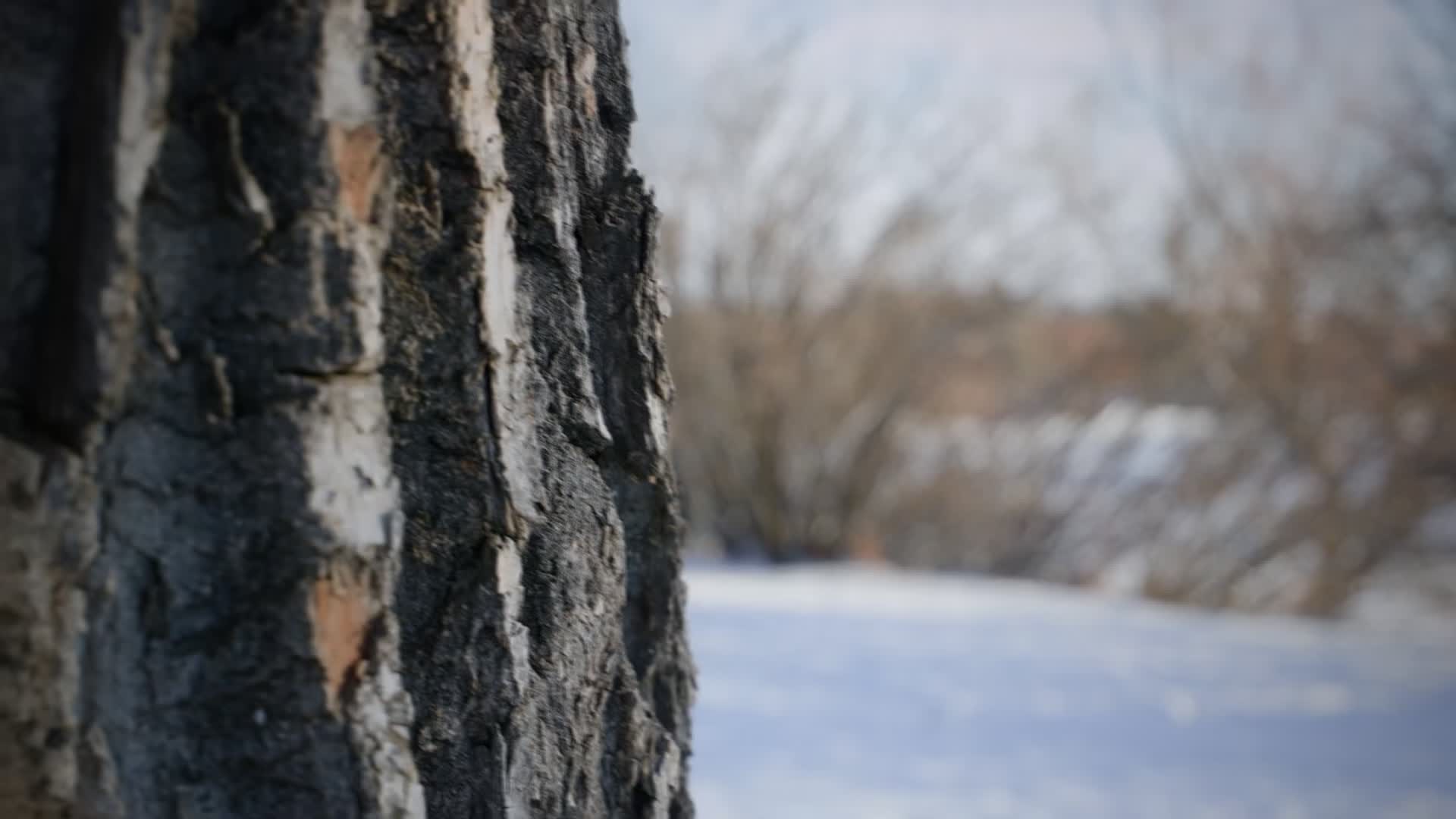 Aljašský trojúhelník S02E02 Město duchů z doby zlaté horečky mkv