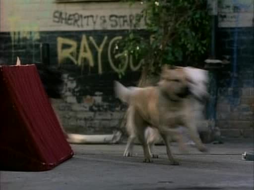 Směr Jih 15 Divoká smečka avi