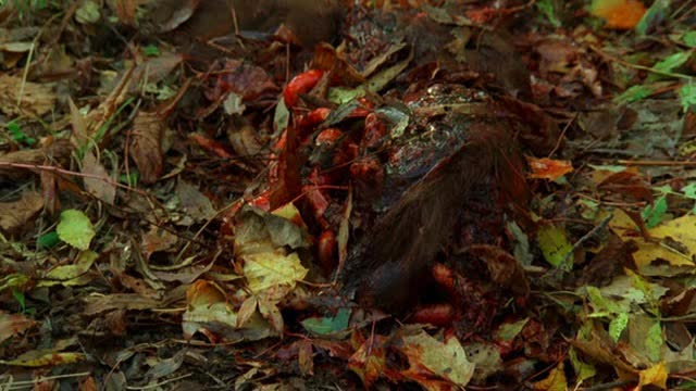 Anakonda 4 Krvavá cesta =2009 CZ avi