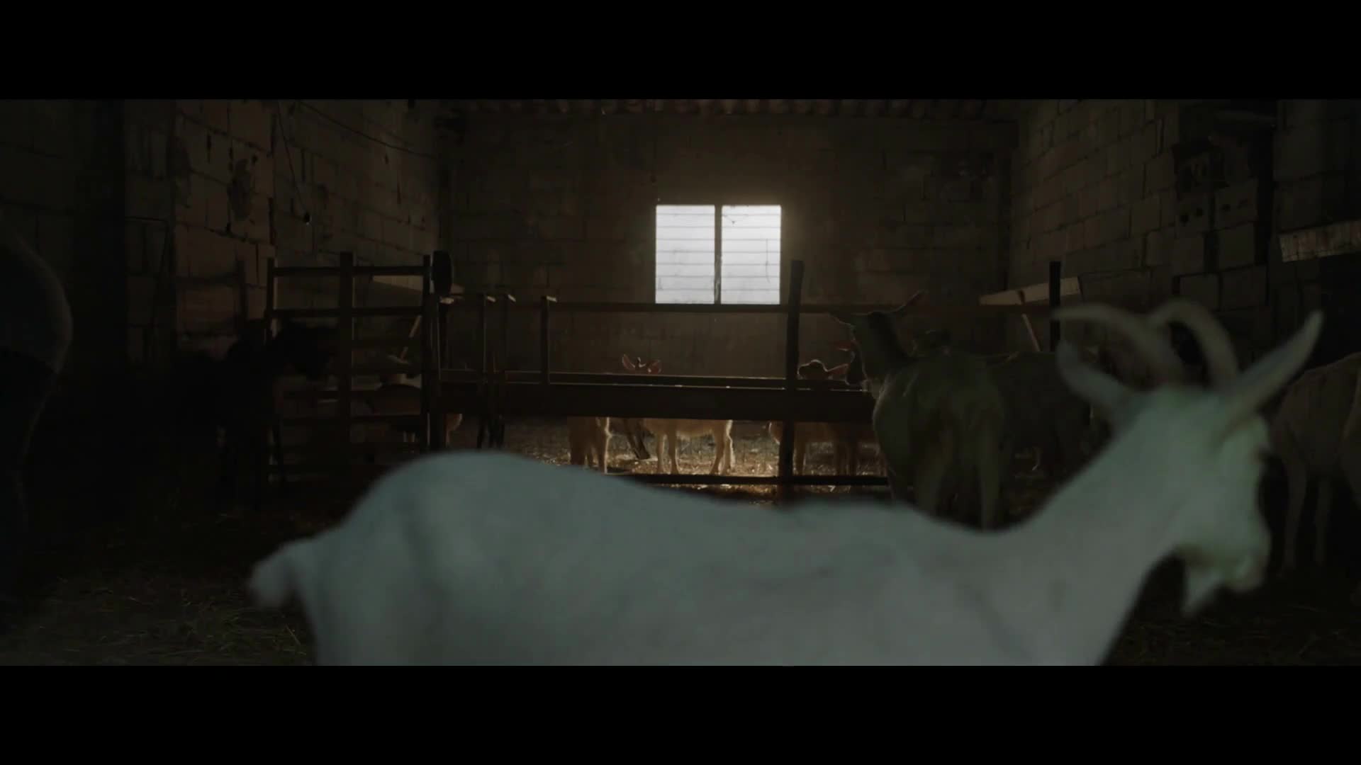 Zákon mlčenlivosti (Lina Siciliano, Fabrizio Ferracane, Anna Maria De Luca 2022 Dráma Bdrip 1080p ) Cz dabing mkv