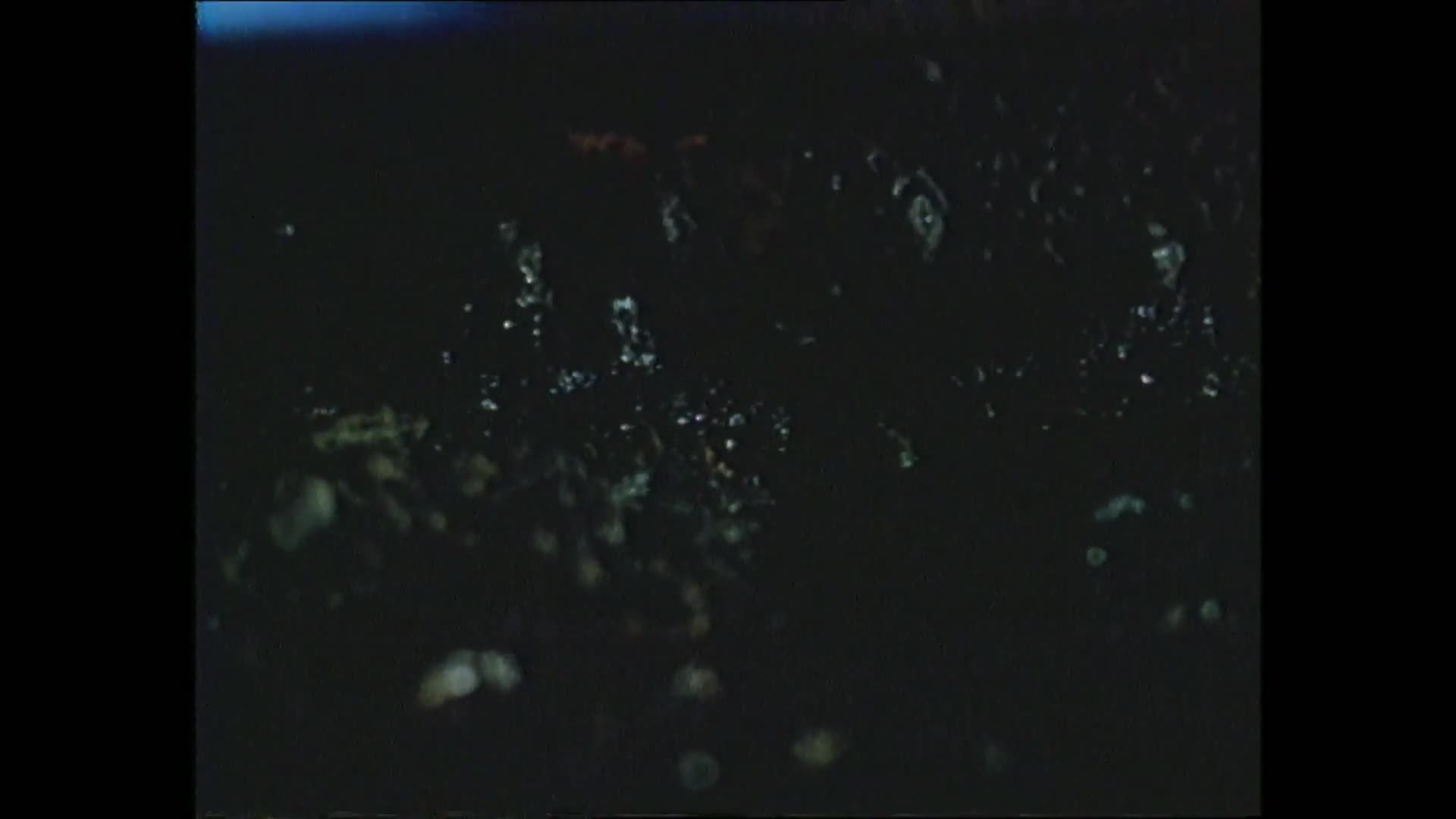 Divoká svině {1989} krimi 1080p mkv